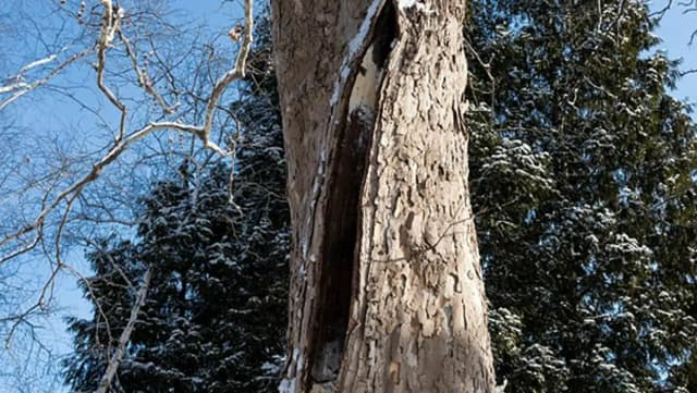 Eiseskälte in den USA: Bäume beginnen zu explodieren