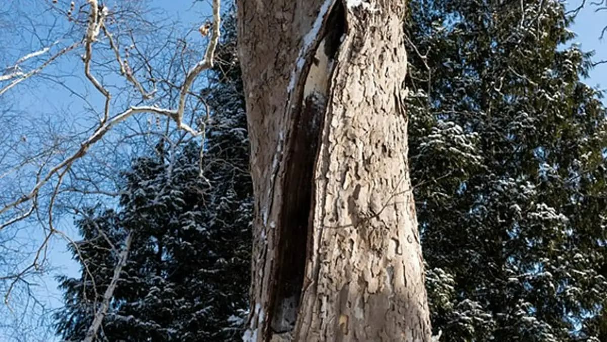 Eiseskälte in den USA: Bäume beginnen zu explodieren